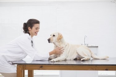 Quali sono gli effetti collaterali del sucralfato nei cani?
