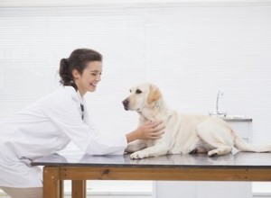 Quais são os efeitos colaterais do sucralfato em cães?