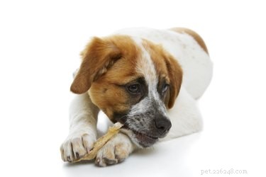 As mastigações de couro cru são ruins para cães?