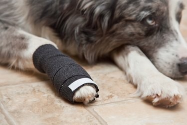Jak obvázat psovi zlomený prst