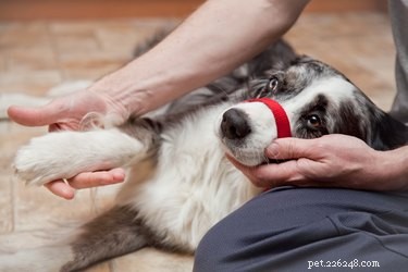 Hoe een gebroken teen van een hond te verbinden