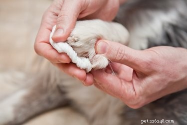 犬の足の指を包帯で包む方法 