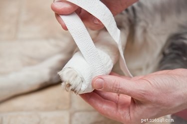 犬の足の指を包帯で包む方法 