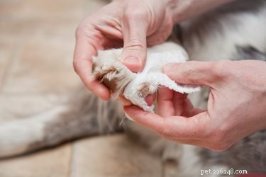 Comment panser l orteil cassé d un chien
