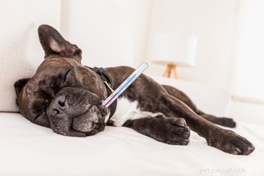 Pneumonie bij honden behandelen zonder antibiotica