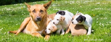 Hoe de borstklieren van honden opdrogen na de zwangerschap