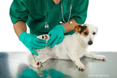 犬の膀胱結石手術の合併症 