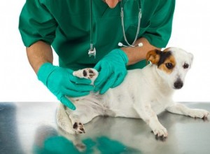 Complicações da cirurgia de cálculos na bexiga em cães