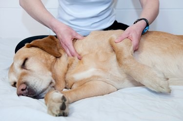 Como reparar um ombro deslocado em um cão