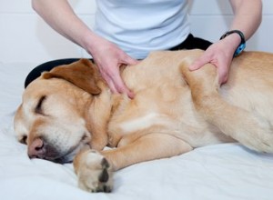 Como reparar um ombro deslocado em um cão