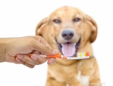 Come preparare il mio cane per la pulizia dei denti