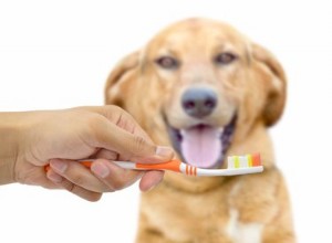 Como preparar meu cão para a limpeza dos dentes