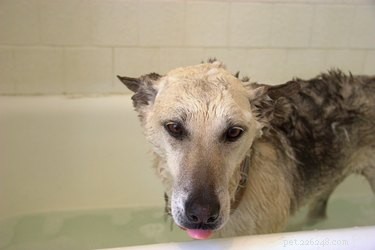 Comment soigner la peau sèche et irritante d un chien avec des produits ménagers