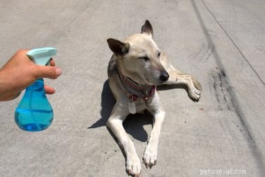 Jak vyléčit suchou svědící kůži u psů pomocí domácích produktů