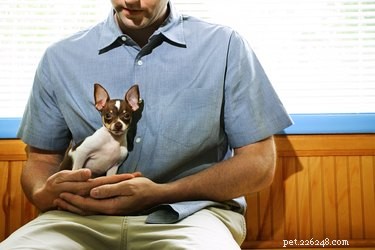 Come trattare il blocco intestinale nei cani