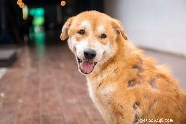 Huismiddeltjes voor huidproblemen bij honden