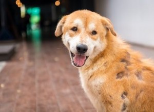 Remédios caseiros para problemas de pele em cães