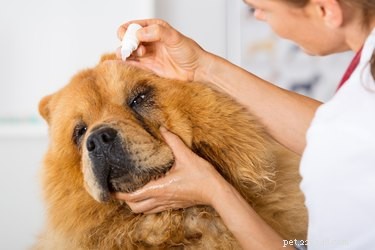 犬のアレルギー点眼薬の使用 