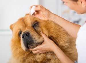 Uso de colírios para alergia em cães