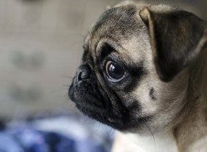 Comment savoir si mon chien récemment stérilisé a une infection