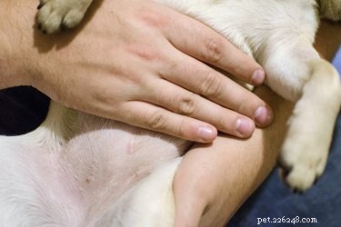 最近避妊去勢手術を受けた犬が感染しているかどうかを見分ける方法 