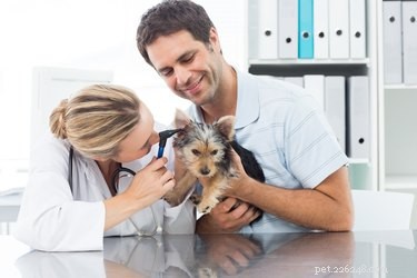 Как проверить слух собаки