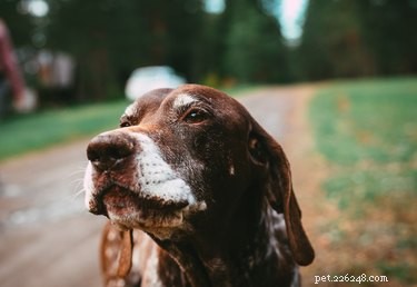 Как проверить слух собаки