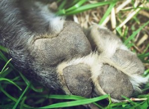 Como imobilizar um dedo quebrado na pata de um cachorro