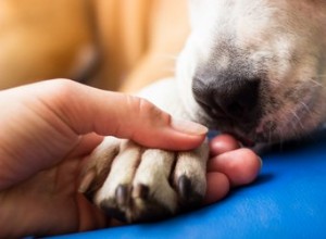 Remédio caseiro para coceira nas patas