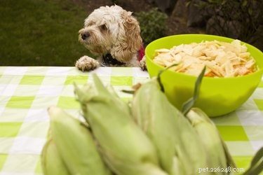 Bons vegetais para alimentar cães