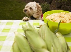Dobrá zelenina ke krmení psů