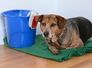 Como usar alvejante para problemas de pele em cães