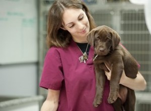 直腸脱で子犬を治療する方法 