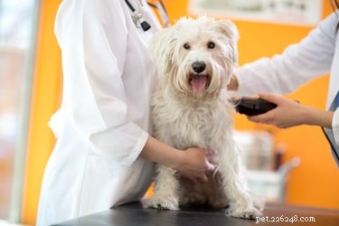 Hoe jodium te gebruiken op een hondenwond
