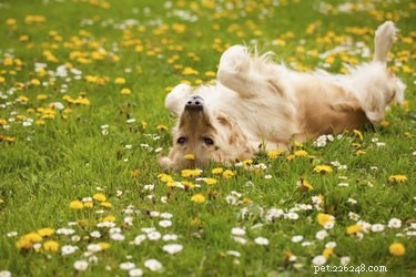 Как давать бенадрил собакам при аллергии