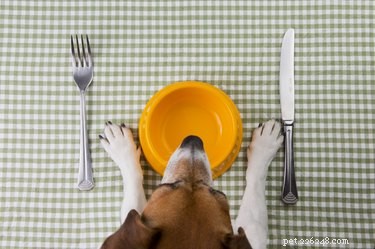 Hemlagad diet för hundar med njursjukdom