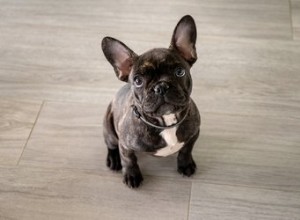 강아지의 묽은 변을 치료하는 방법