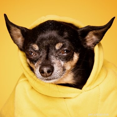 Chihuahuas ooginfectie geneest