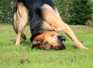 ブルーパワー自家製犬耳クリーナー 