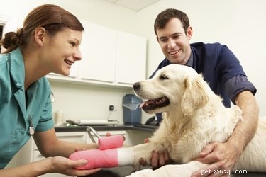Hur man behandlar en hunds vristvrickning