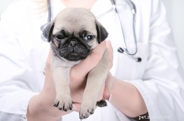 Hoe een urineweginfectie bij puppy s te behandelen