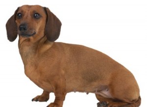 Como drenar os sacos anais de um Dachshund