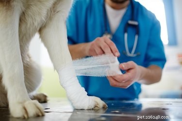 Chirurgische nietjes bij honden verwijderen