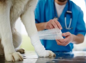 Como remover grampos cirúrgicos em cães