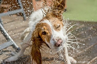 Hoe krijg je water uit het oor van een hond