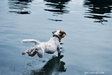 Как вытащить воду из уха собаки