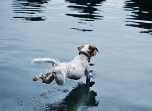 犬の耳から水を取り出す方法 