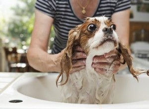 O gluconato de clorexidina é seguro para cães?