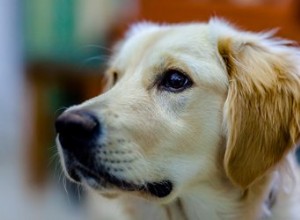 Curas naturais para problemas de ouvido do Golden Retriever