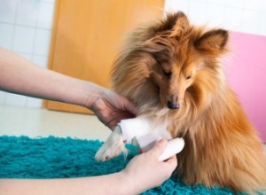 犬の開いた傷のためのホームレメディ 